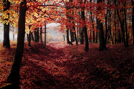 風景 木 自然 森 写真