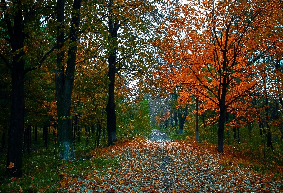 Paisaje árbol naturaleza bosque