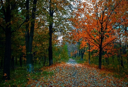 Foto Paesaggio albero natura foresta