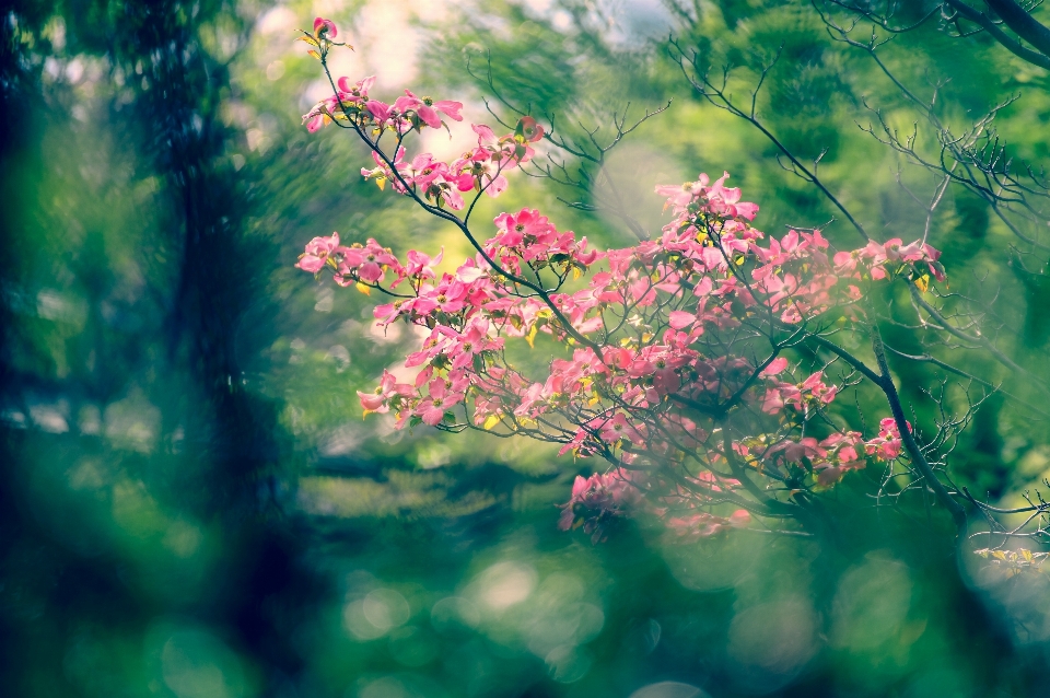 Landscape tree nature forest