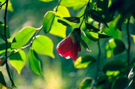 Foto Lanskap pohon alam rumput