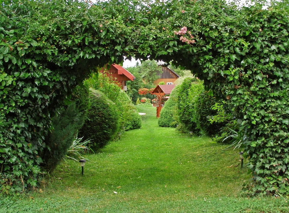 árvore natureza plantar grama