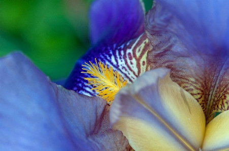 自然 花 植物 写真撮影 写真