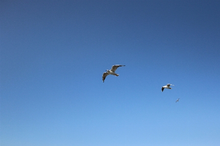 Bird wing sky seabird Photo