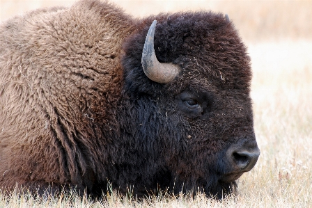 Prairie animal wildlife fur Photo