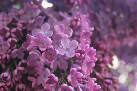 Nature blossom plant flower Photo