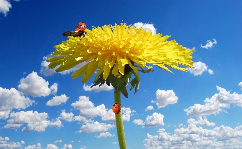 Nature blossom plant sky Photo