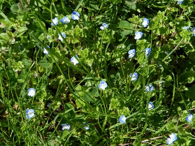 Nature plant lawn meadow Photo