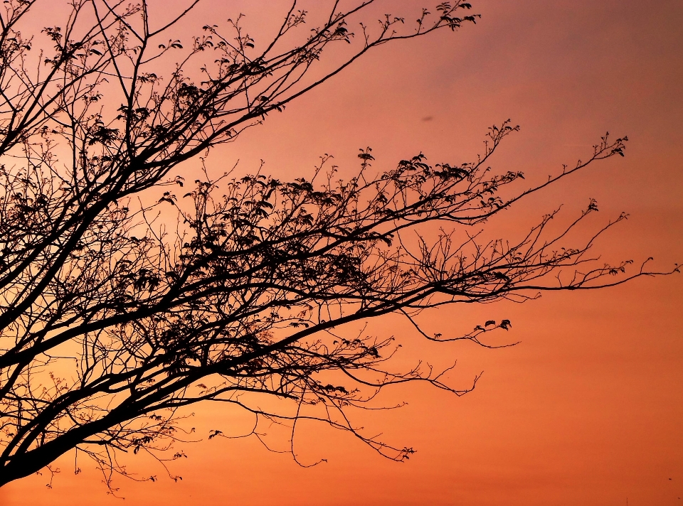 Landscape tree nature horizon