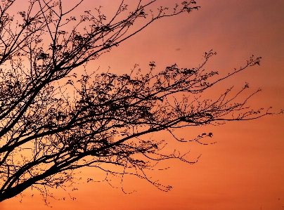 Landscape tree nature horizon Photo