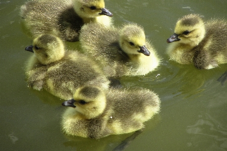 自然 鳥 湖 動物 写真