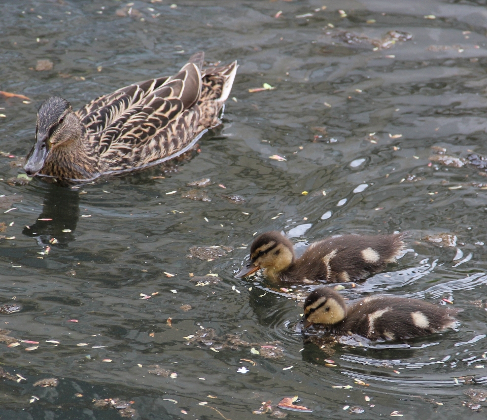 Eau nature oiseau lac