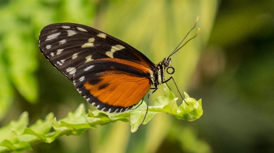 Nature wing plant leaf Photo