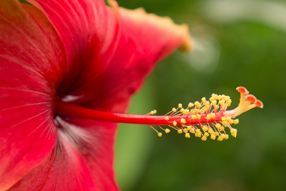 Natur blüte anlage fotografie