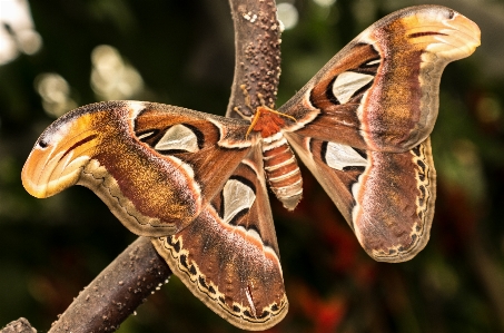 Foto Natureza plantar fotografia folha