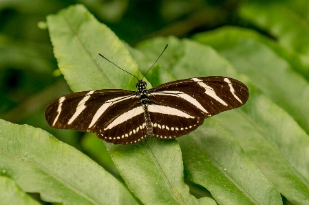 Nature wing plant leaf Photo