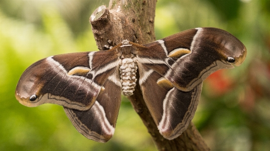 Foto Natureza asa plantar folha