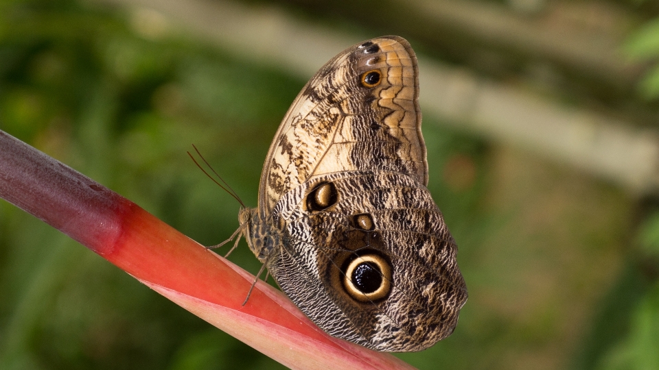 Natura pianta fotografia foglia