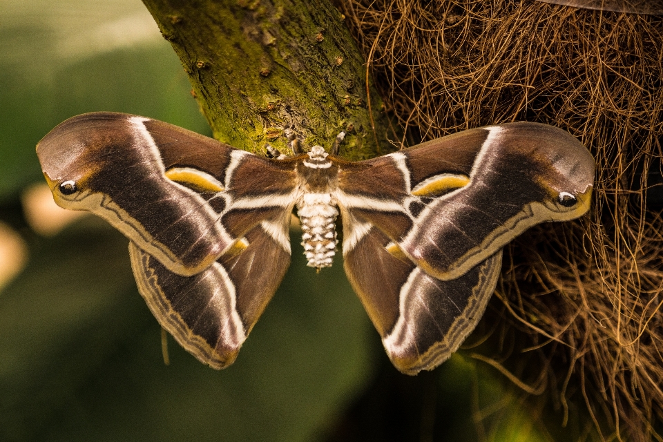 Naturaleza ala planta fotografía