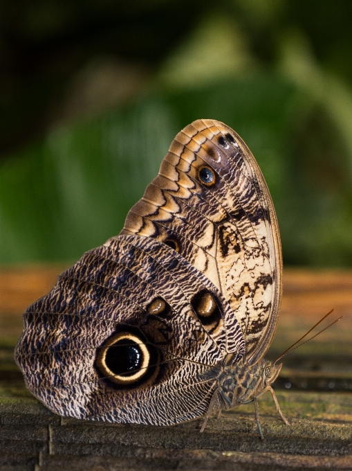 Natura zakład fotografia liść