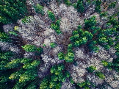 Landscape tree forest branch Photo