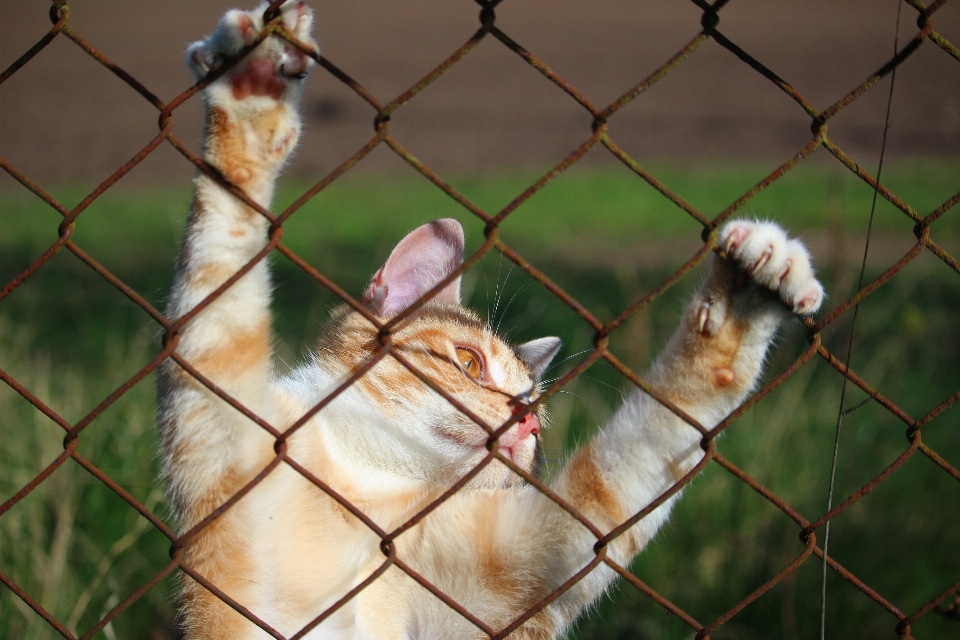 Burung margasatwa kebun binatang anak kucing