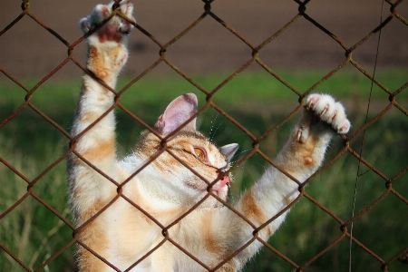 Foto Burung margasatwa kebun binatang anak kucing