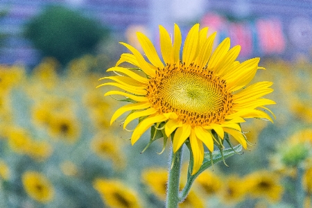 Foto Natura pianta campo fiore