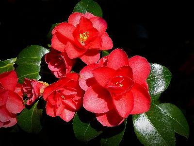 Nature blossom plant leaf Photo