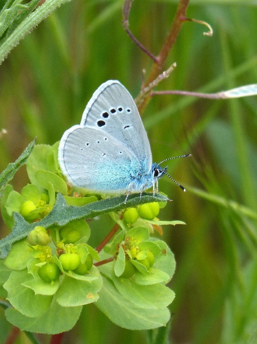 Natur blume grün insekt