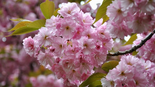 ブランチ 花 植物 フルーツ 写真