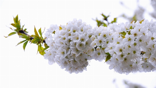 Zweig blüte anlage blume Foto