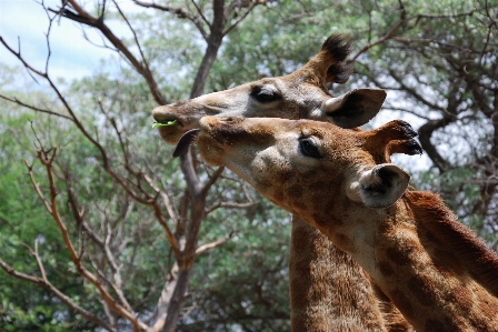 Foto Animais selvagens jardim zoológico marrom mamífero