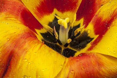 Nature blossom open plant Photo