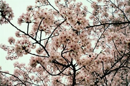 Landscape nature branch blossom Photo