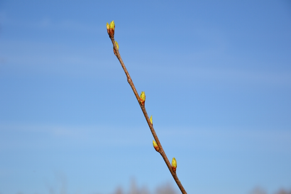 Natura oddział niebo wiatr