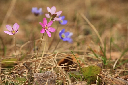 Foto Rumput tanaman bidang padang rumput
