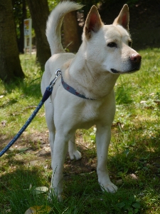 Grass wood white dog Photo