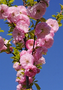 Nature branch blossom plant Photo