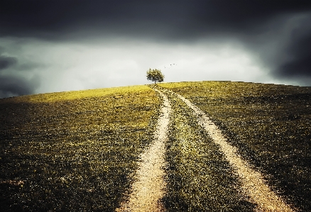 Landscape tree nature path Photo