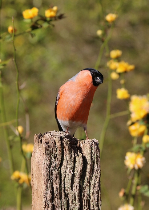 Nature branch bird post