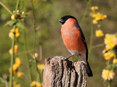 Foto Natureza filial pássaro publicar
