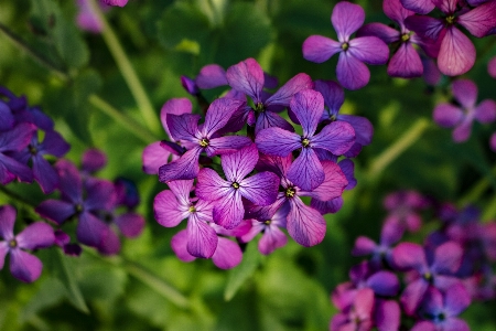 Nature blossom plant field Photo