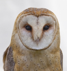 鳥 動物 野生動物 嘴 写真