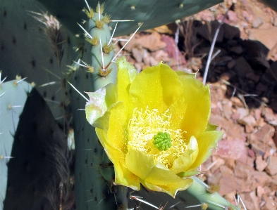 Foto Natureza florescer espinhoso
 cacto
