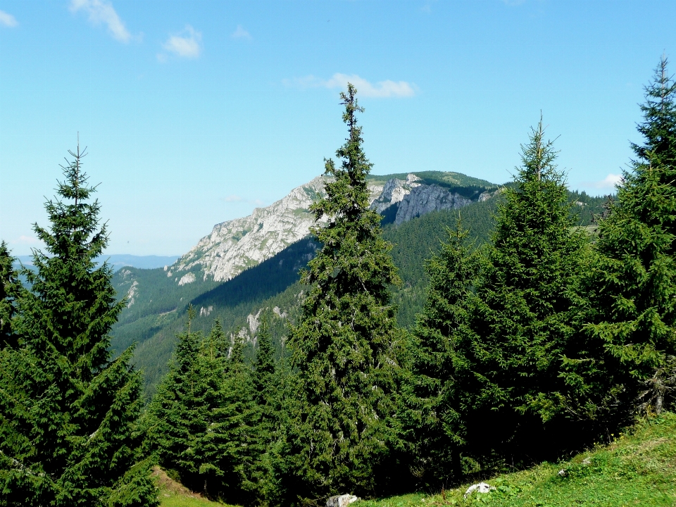 Baum natur wald wildnis
