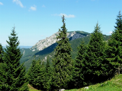 Foto Albero natura foresta selvaggia
