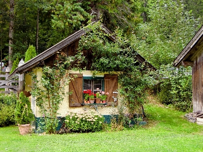 Foto Pohon rumah bunga bangunan