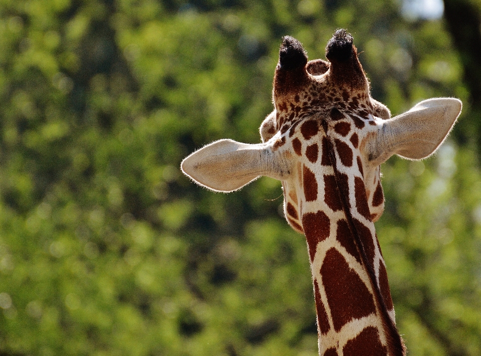 Tier tierwelt zoo säugetier