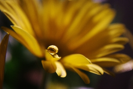 Water nature blossom plant Photo